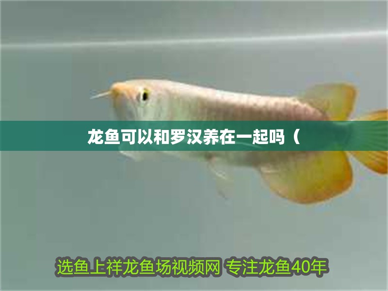 龍魚可以和羅漢養在一起嗎（