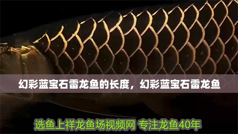 幻彩藍寶石雷龍魚的長度，幻彩藍寶石雷龍魚