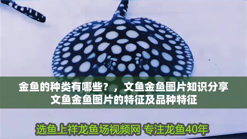 金魚的種類有哪些？，文魚金魚圖片知識分享文魚金魚圖片的特征及品種特征