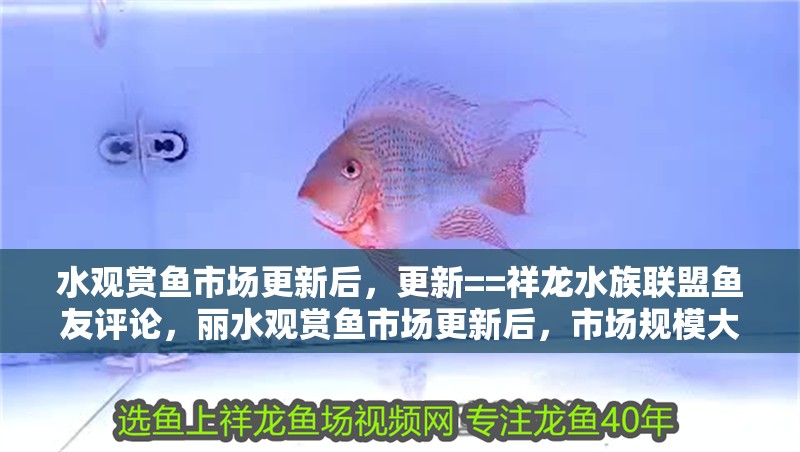 水觀賞魚市場更新后，更新==祥龍水族聯盟魚友評論，麗水觀賞魚市場更新后，市場規模大幅提升
