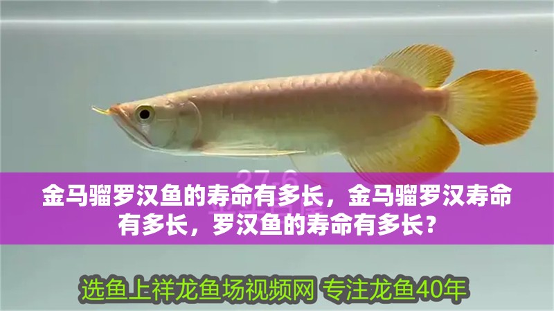 金馬騮羅漢魚的壽命有多長，金馬騮羅漢壽命有多長，羅漢魚的壽命有多長？
