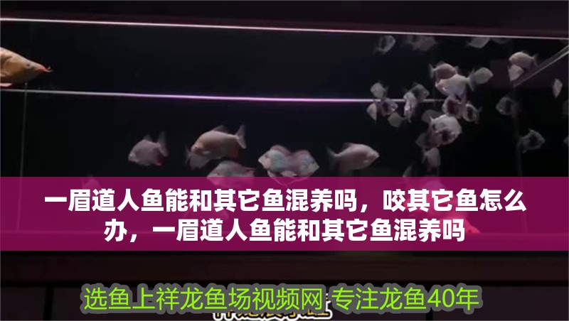 一眉道人魚能和其它魚混養嗎，咬其它魚怎么辦，一眉道人魚能和其它魚混養嗎