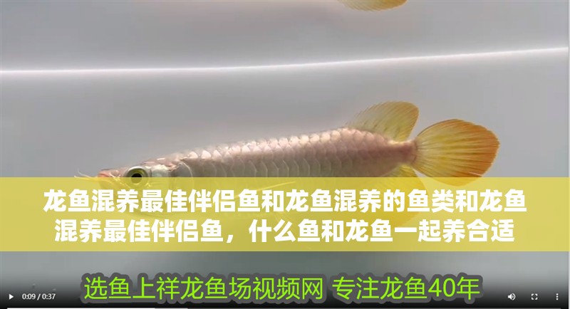 龍魚混養最佳伴侶魚和龍魚混養的魚類和龍魚混養最佳伴侶魚，什么魚和龍魚一起養合適