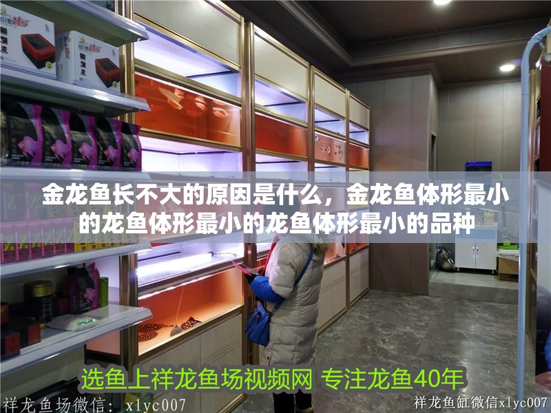 金龍魚長不大的原因是什么，金龍魚體形最小的龍魚體形最小的龍魚體形最小的品種