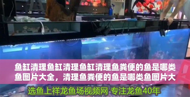 魚缸清理魚缸清理魚缸清理魚糞便的魚是哪類魚圖片大全，清理魚糞便的魚是哪類魚圖片大全