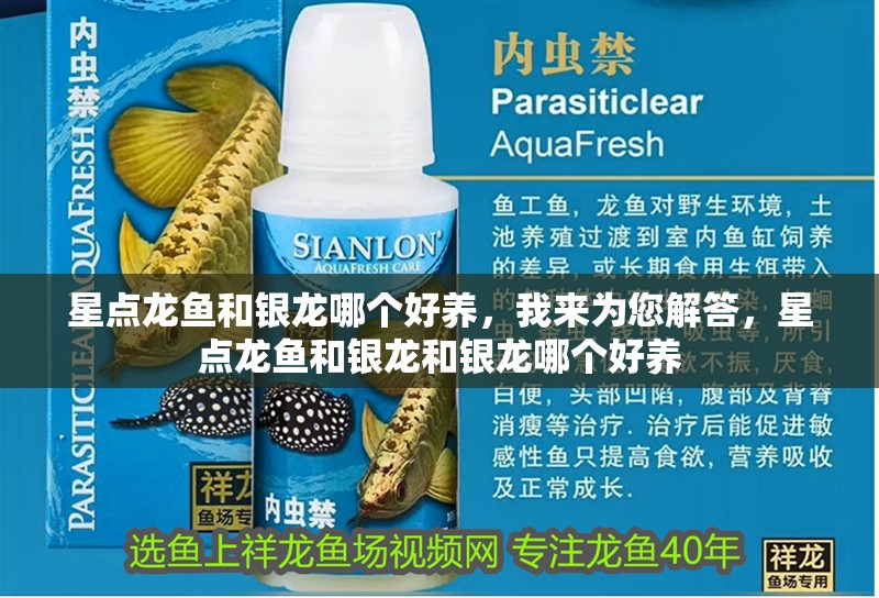 星點(diǎn)龍魚和銀龍哪個(gè)好養(yǎng)，我來(lái)為您解答，星點(diǎn)龍魚和銀龍和銀龍哪個(gè)好養(yǎng)