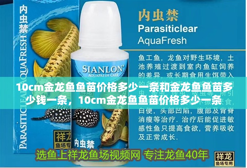 10cm金龍魚魚苗價格多少一條和金龍魚魚苗多少錢一條，10cm金龍魚魚苗價格多少一條