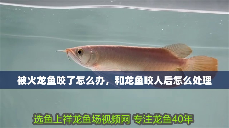 被火龍魚咬了怎么辦，和龍魚咬人后怎么處理