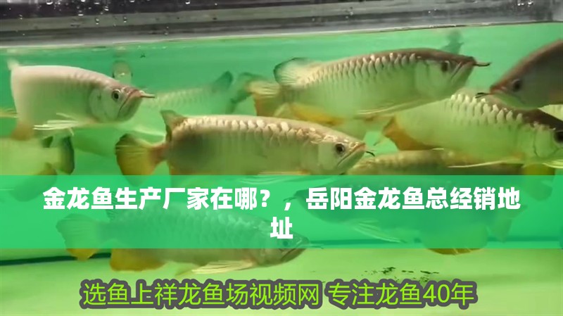 金龍魚生產(chǎn)廠家在哪？，岳陽金龍魚總經(jīng)銷地址