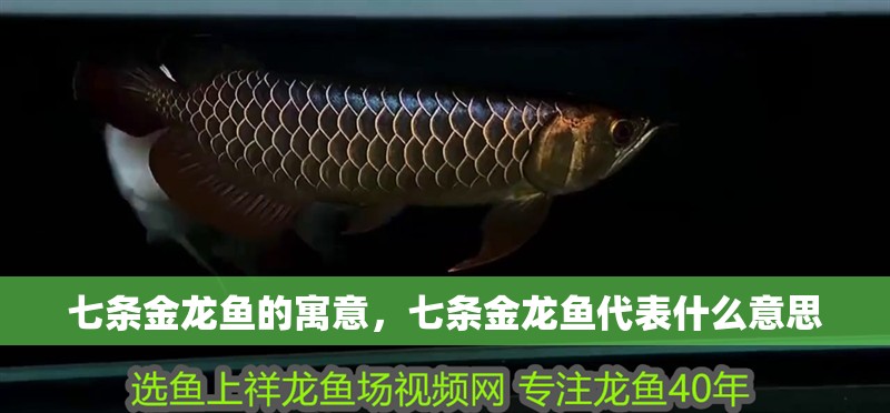 七條金龍魚的寓意，七條金龍魚代表什么意思