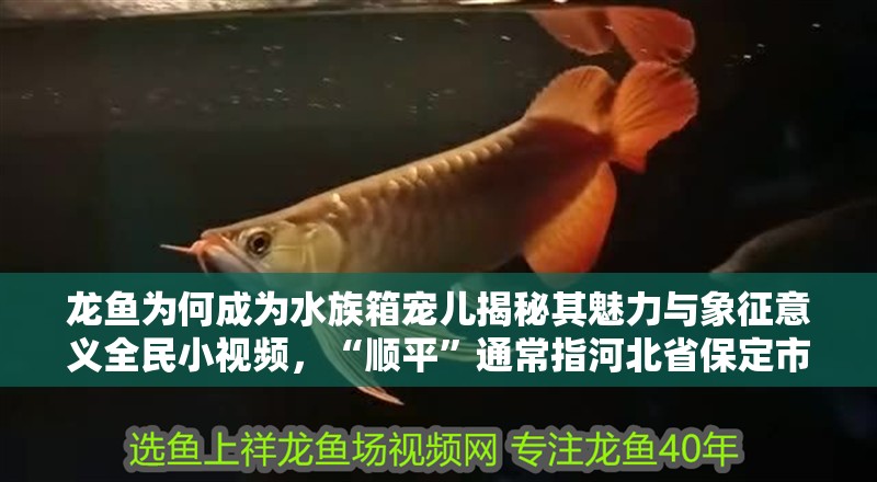 龍魚為何成為水族箱寵兒揭秘其魅力與象征意義全民小視頻，“順平”通常指河北省保定市的順平縣有沒有龍魚養殖場