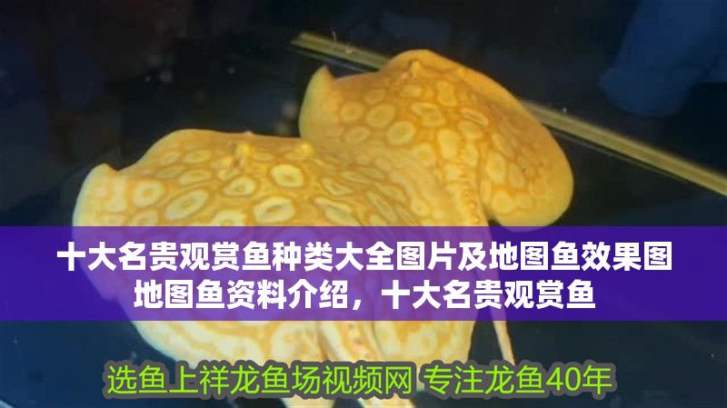 十大名貴觀賞魚種類大全圖片及地圖魚效果圖地圖魚資料介紹，十大名貴觀賞魚