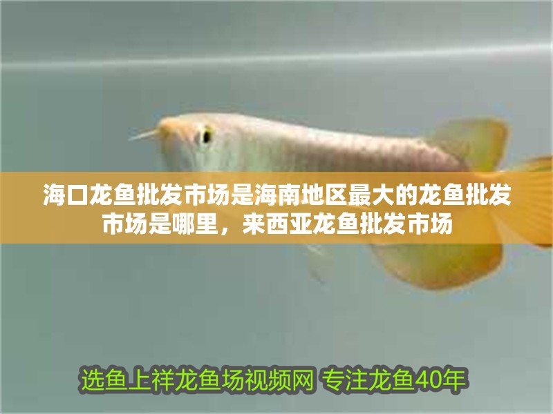 海口龍魚批發(fā)市場(chǎng)是海南地區(qū)最大的龍魚批發(fā)市場(chǎng)是哪里，來(lái)西亞龍魚批發(fā)市場(chǎng)