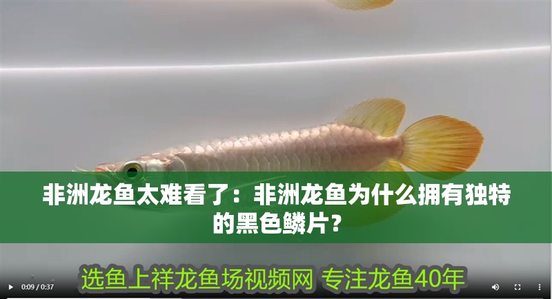 非洲龍魚太難看了：非洲龍魚為什么擁有獨特的黑色鱗片？