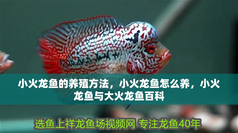 小火龍魚的養殖方法，小火龍魚怎么養，小火龍魚與大火龍魚百科