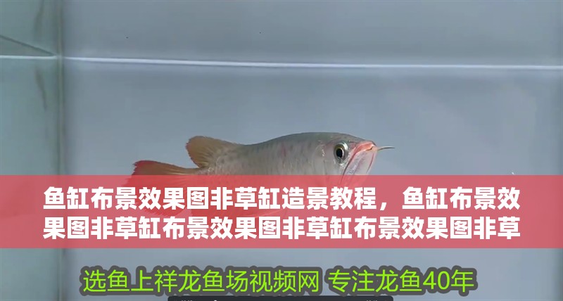 魚缸布景效果圖非草缸造景教程，魚缸布景效果圖非草缸布景效果圖非草缸布景效果圖非草缸