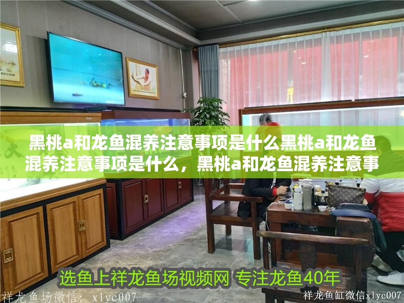 黑桃a和龍魚混養(yǎng)注意事項是什么黑桃a和龍魚混養(yǎng)注意事項是什么，黑桃a和龍魚混養(yǎng)注意事項