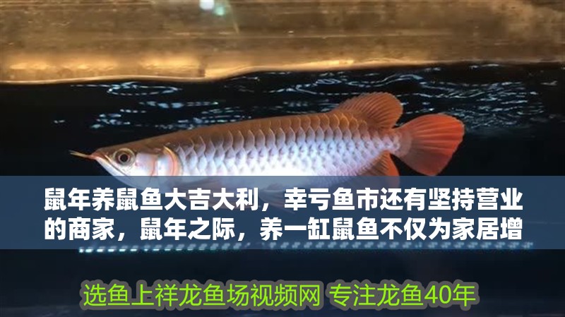鼠年養鼠魚大吉大利，幸虧魚市還有堅持營業的商家，鼠年之際，養一缸鼠魚不僅為家居增添一抹生機更寓意著吉祥和好運