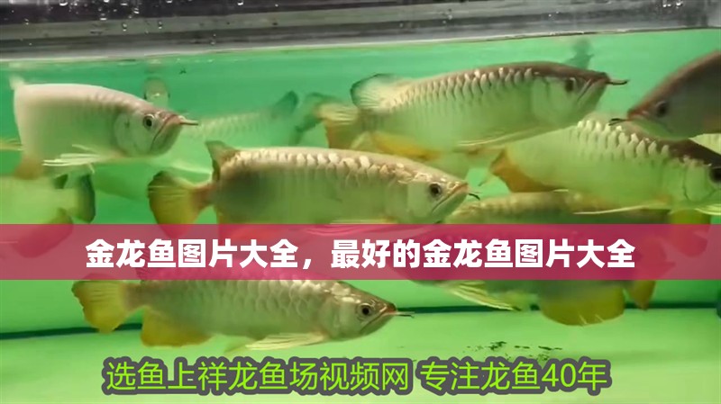 金龍魚圖片大全，最好的金龍魚圖片大全