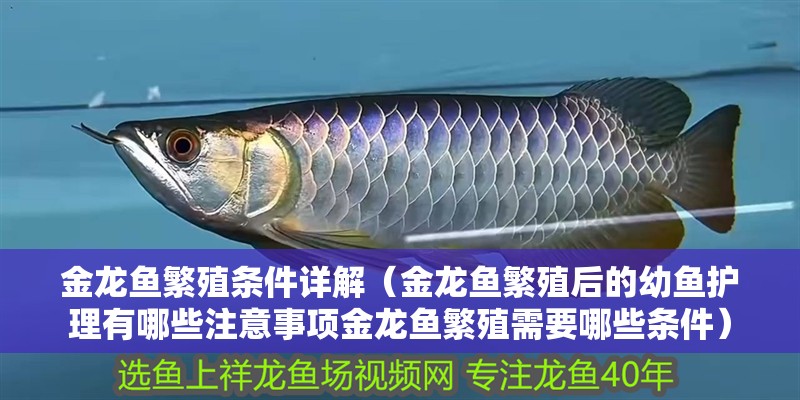 金龍魚繁殖條件詳解（金龍魚繁殖后的幼魚護理有哪些注意事項金龍魚繁殖需要哪些條件）