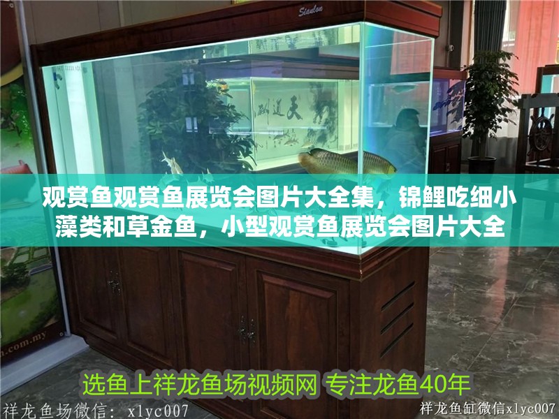 觀賞魚觀賞魚展覽會圖片大全集，錦鯉吃細小藻類和草金魚，小型觀賞魚展覽會圖片大全