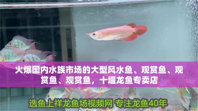 火爆國內水族市場的大型風水魚、觀賞魚、觀賞魚、觀賞魚，十堰龍魚專賣店