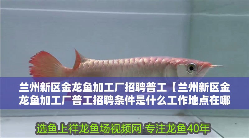 蘭州新區(qū)金龍魚加工廠招聘普工【蘭州新區(qū)金龍魚加工廠普工招聘條件是什么工作地點(diǎn)在哪里】