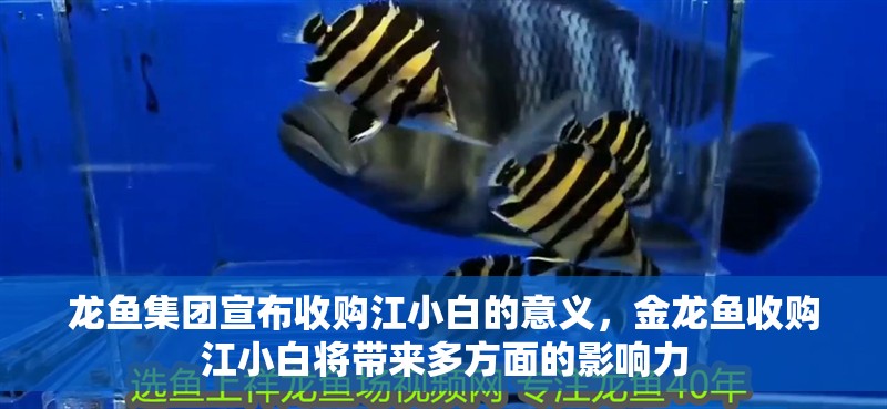 龍魚集團宣布收購江小白的意義，金龍魚收購江小白將帶來多方面的影響力