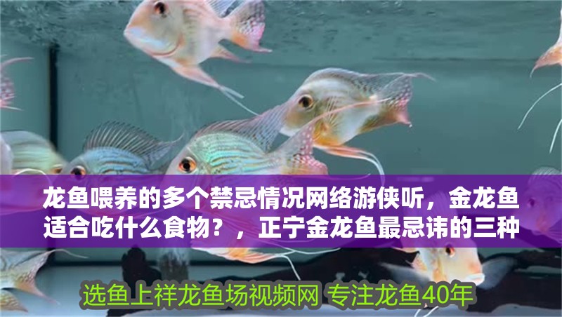 龍魚喂養(yǎng)的多個禁忌情況網絡游俠聽，金龍魚適合吃什么食物？，正寧金龍魚最忌諱的三種食物，喂食時需避免提供禁食要求
