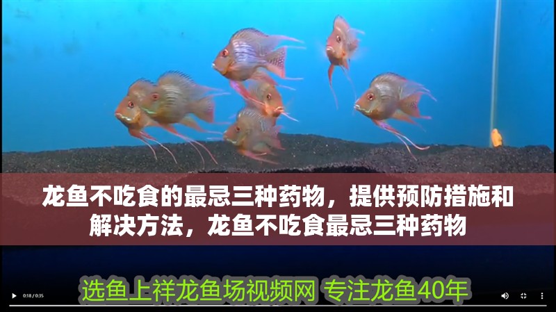龍魚不吃食的最忌三種藥物，提供預防措施和解決方法，龍魚不吃食最忌三種藥物