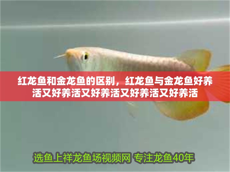 紅龍魚和金龍魚的區別，紅龍魚與金龍魚好養活又好養活又好養活又好養活又好養活