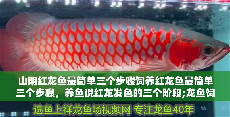 山陰紅龍魚最簡單三個步驟飼養紅龍魚最簡單三個步驟，養魚說紅龍發色的三個階段;龍魚飼養知識