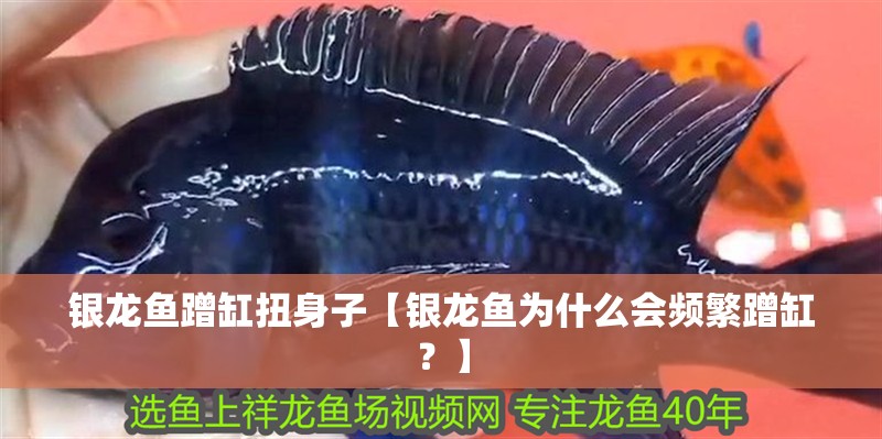 銀龍魚蹭缸扭身子【銀龍魚為什么會(huì)頻繁蹭缸？】