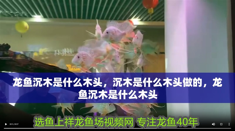 龍魚沉木是什么木頭，沉木是什么木頭做的，龍魚沉木是什么木頭