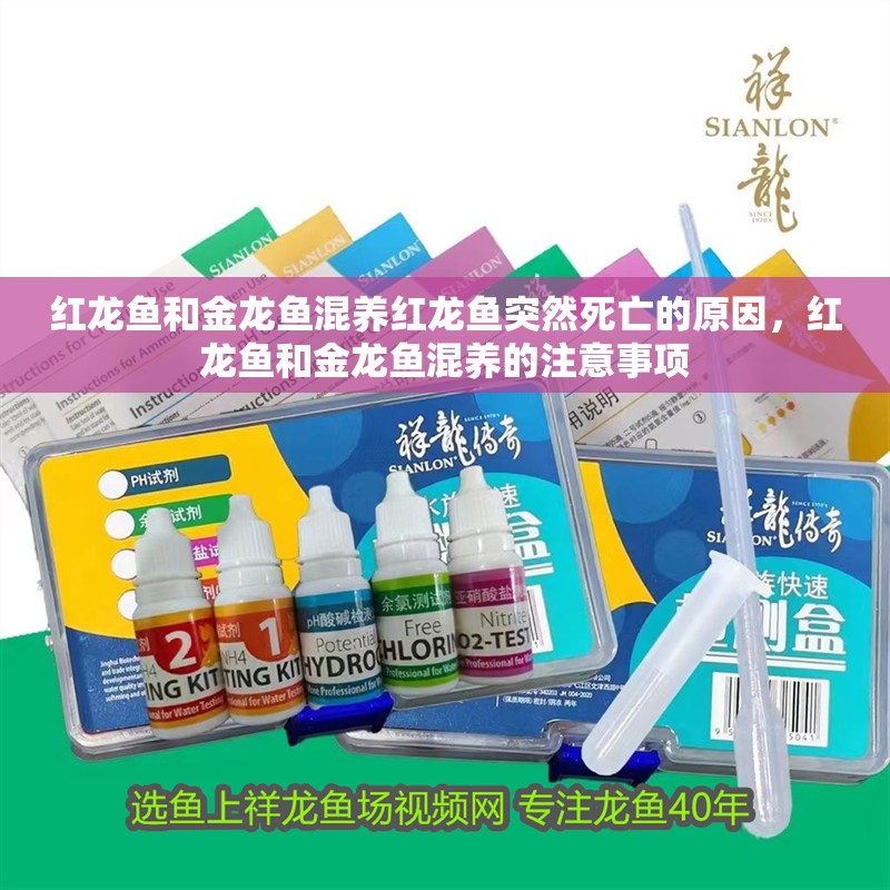 紅龍魚和金龍魚混養紅龍魚突然死亡的原因，紅龍魚和金龍魚混養的注意事項