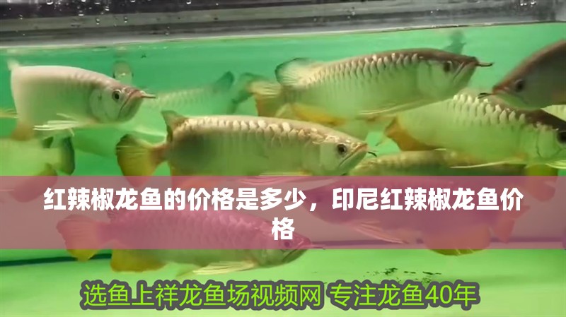 紅辣椒龍魚的價格是多少，印尼紅辣椒龍魚價格