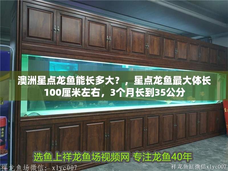 澳洲星點龍魚能長多大？，星點龍魚最大體長100厘米左右，3個月長到35公分