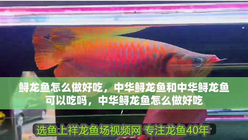 鱘龍魚怎么做好吃，中華鱘龍魚和中華鱘龍魚可以吃嗎，中華鱘龍魚怎么做好吃