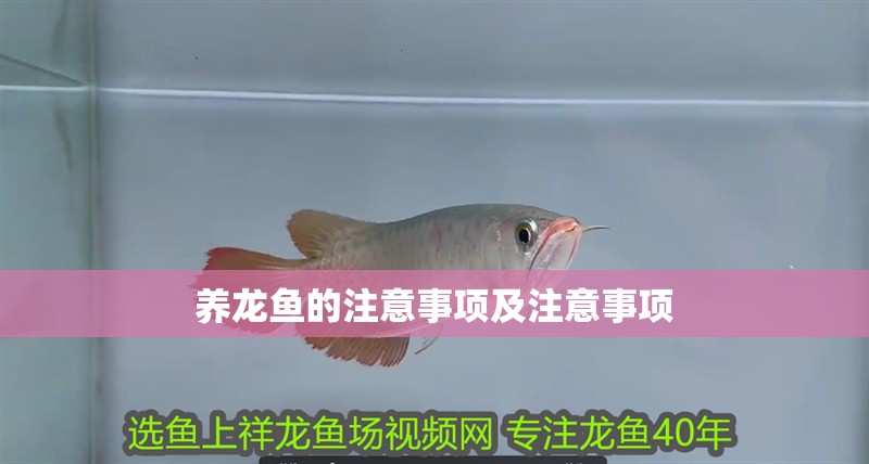 養(yǎng)龍魚的注意事項(xiàng)及注意事項(xiàng)