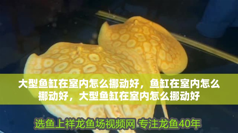 大型魚缸在室內怎么挪動好，魚缸在室內怎么挪動好，大型魚缸在室內怎么挪動好