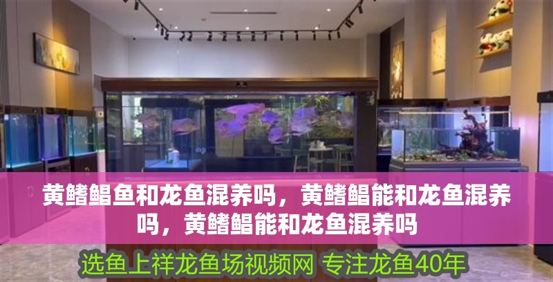 黃鰭鯧魚和龍魚混養嗎，黃鰭鯧能和龍魚混養嗎，黃鰭鯧能和龍魚混養嗎