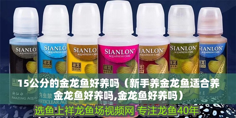 15公分的金龍魚好養(yǎng)嗎（新手養(yǎng)金龍魚適合養(yǎng)金龍魚好養(yǎng)嗎,金龍魚好養(yǎng)嗎）