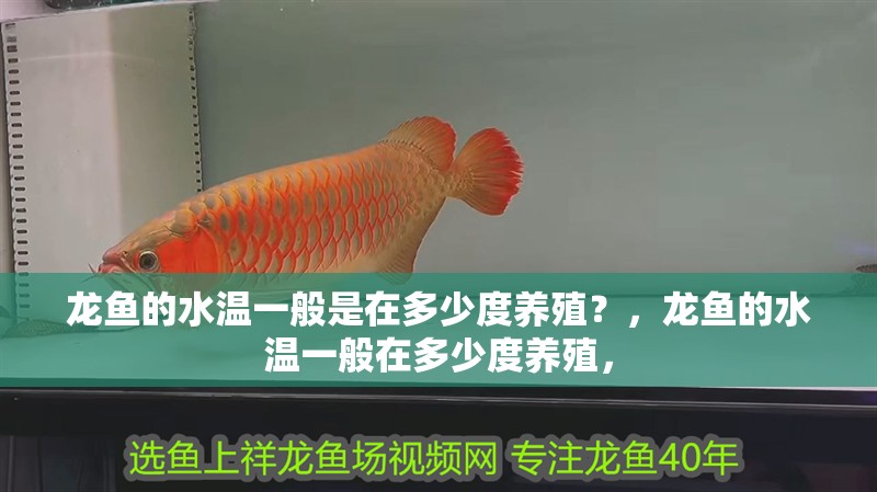 龍魚的水溫一般是在多少度養殖？，龍魚的水溫一般在多少度養殖，