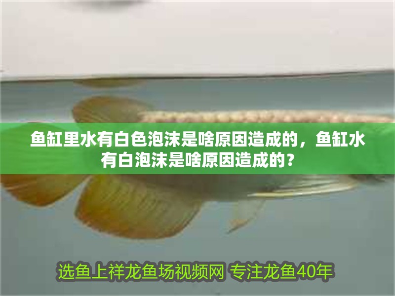 魚缸里水有白色泡沫是啥原因造成的，魚缸水有白泡沫是啥原因造成的？
