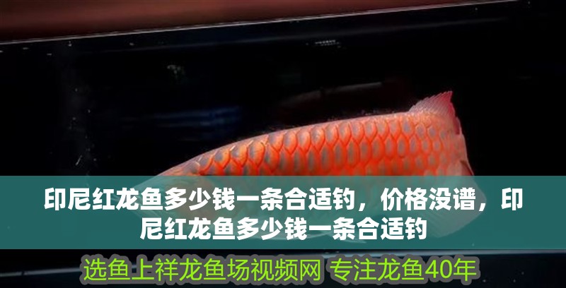 印尼紅龍魚多少錢一條合適釣，價格沒譜，印尼紅龍魚多少錢一條合適釣