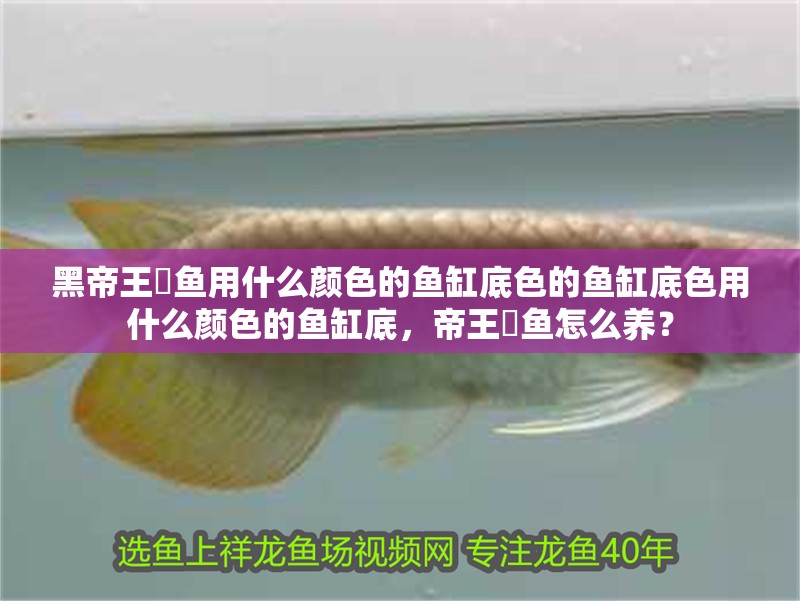 黑帝王魟魚用什么顏色的魚缸底色的魚缸底色用什么顏色的魚缸底，帝王魟魚怎么養？
