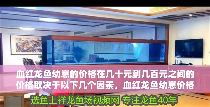 血紅龍魚幼崽的價格在幾十元到幾百元之間的價格取決于以下幾個因素，血紅龍魚幼崽價格在幾十元到幾十元之間的價格取決于以下幾個因素