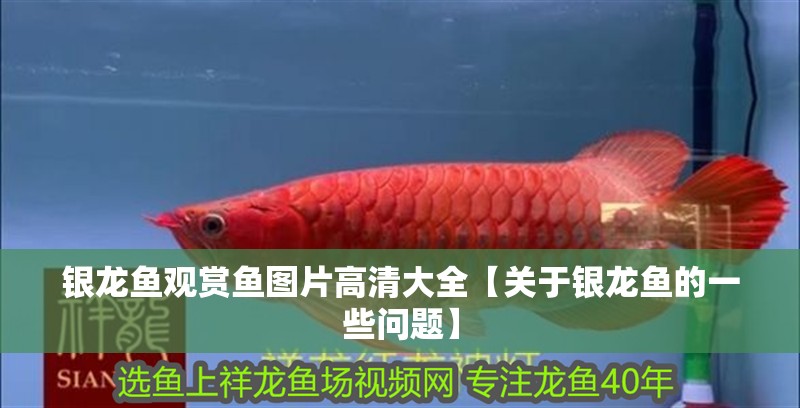 銀龍魚觀賞魚圖片高清大全【關(guān)于銀龍魚的一些問題】