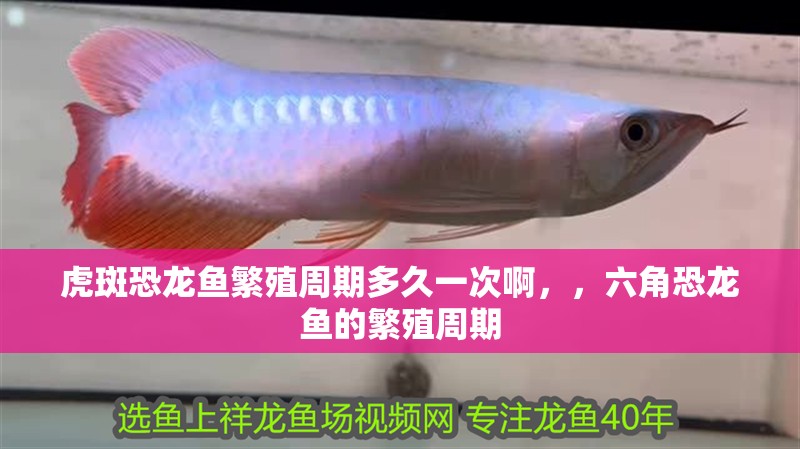虎斑恐龍魚繁殖周期多久一次啊，，六角恐龍魚的繁殖周期