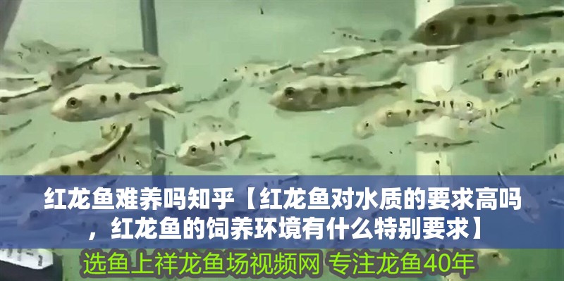 紅龍魚難養嗎知乎【紅龍魚對水質的要求高嗎，紅龍魚的飼養環境有什么特別要求】